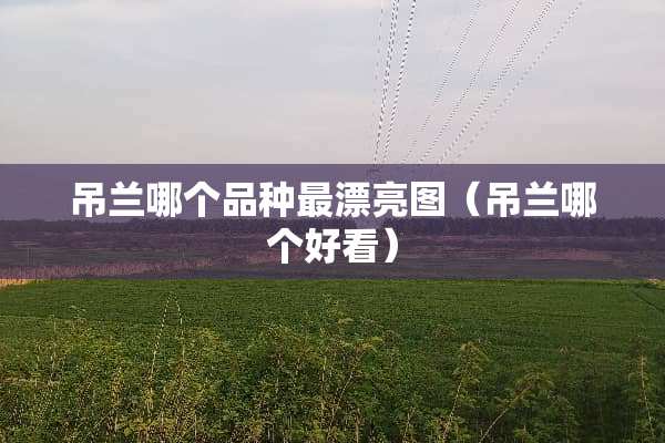 吊兰哪个品种最漂亮图(吊兰哪个好看) 吊兰哪个品种最漂亮图(吊兰哪个好看)