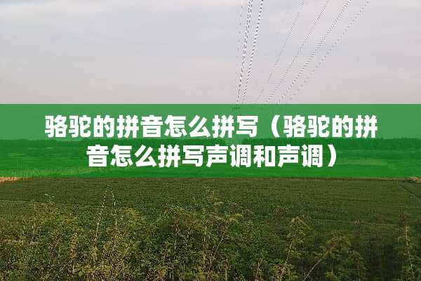 骆驼的拼音怎么拼写(骆驼的拼音怎么拼写声调和声调) 骆驼的拼音怎么拼写(骆驼的拼音怎么拼写声调和声调)