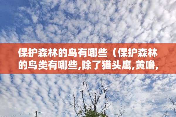 保护森林的鸟有哪些(保护森林的鸟类有哪些,除了猫头鹰,黄噜,啄木鸟) 保护森林的鸟有哪些(保护森林的鸟类有哪些,除了猫头鹰,黄噜,啄木鸟)