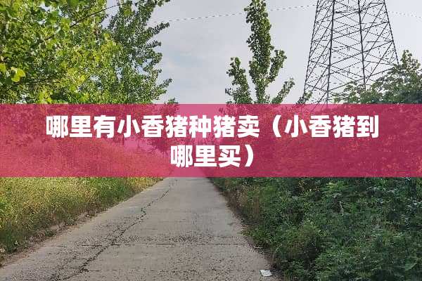 哪里有小香猪**卖（小香猪到哪里买）