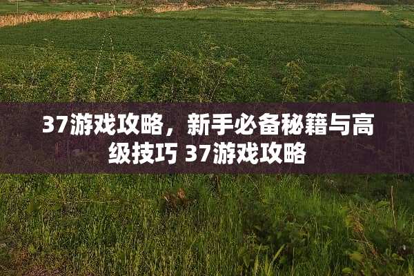 37游戏攻略，新手必备秘籍与高级技巧 37游戏攻略