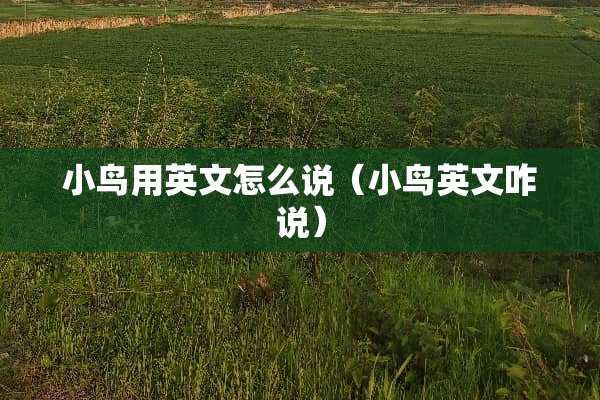 小鸟用英文怎么说（小鸟英文咋说）