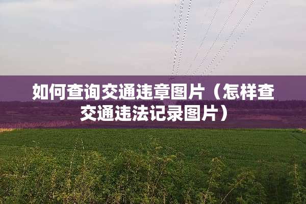 如何查询交通违章图片(怎样查交通违法记录图片) 如何查询交通违章图片(怎样查交通违法记录图片)