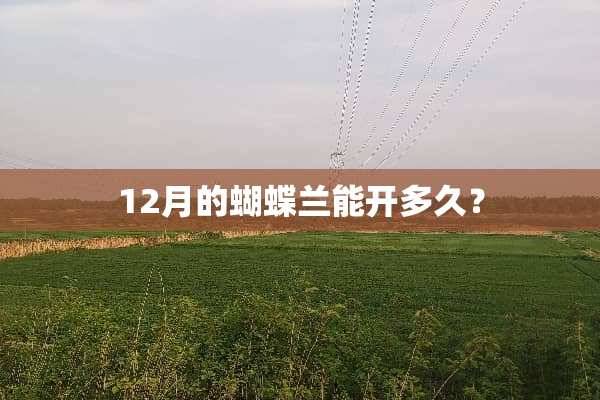 12月的蝴蝶兰能开多久？