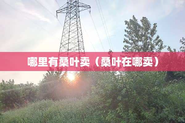 哪里有桑叶卖（桑叶在哪卖）