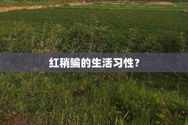 红稍鳊的生活习性？