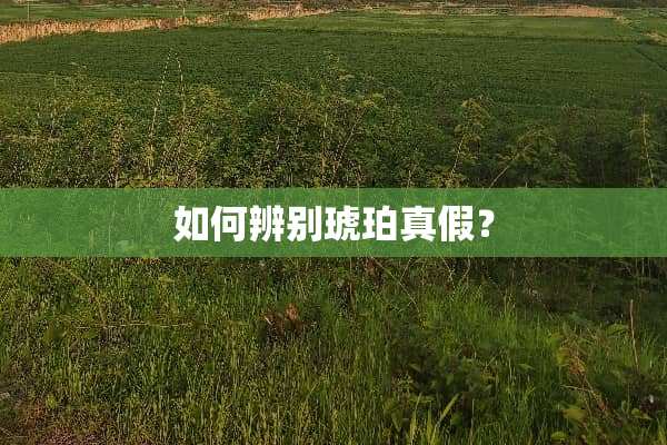 如何辨别琥珀真假？