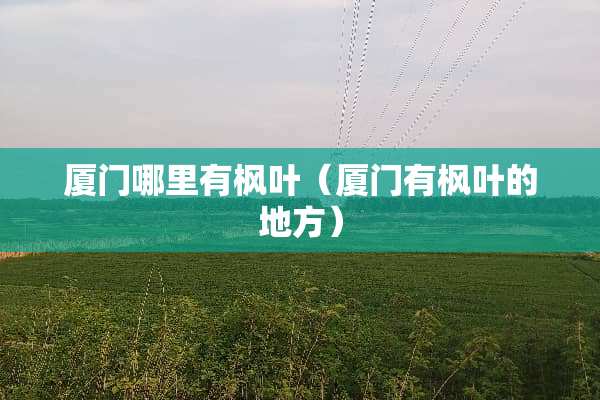 厦门哪里有枫叶（厦门有枫叶的地方）