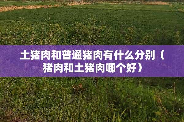 土猪肉和普通猪肉有什么分别(猪肉和土猪肉哪个好) 土猪肉和普通猪肉有什么分别(猪肉和土猪肉哪个好)