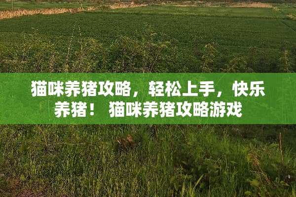 猫咪养猪攻略，轻松上手，快乐养猪！ 猫咪养猪攻略游戏