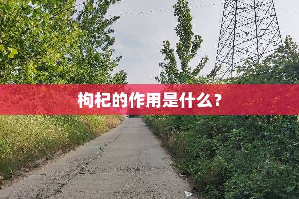 枸杞的作用是什么？