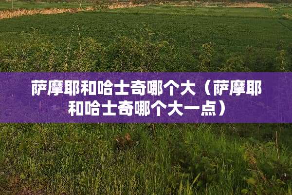 萨摩耶和哈士奇哪个大（萨摩耶和哈士奇哪个大一点）