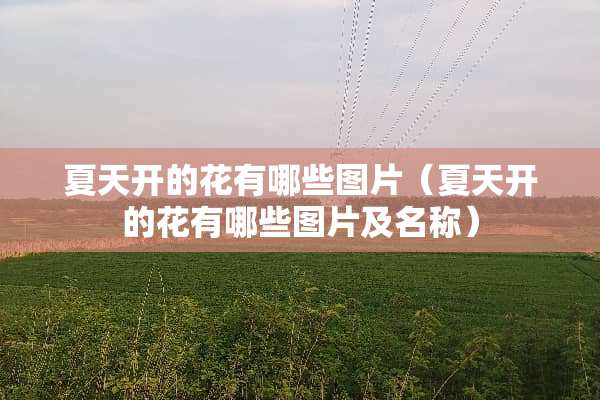 夏天开的花有哪些图片（夏天开的花有哪些图片及名称）