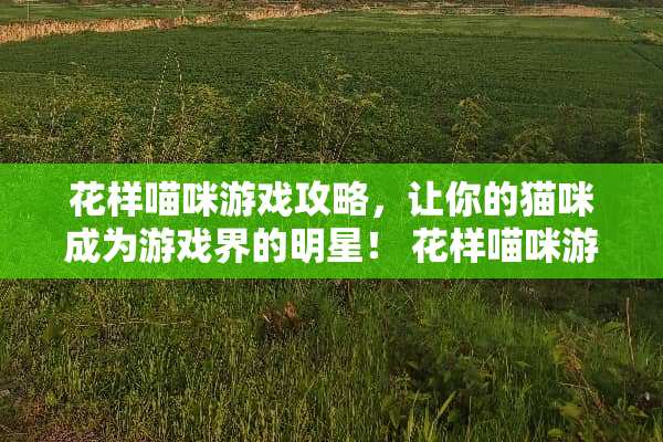花样喵咪游戏攻略，让你的猫咪成为游戏界的明星！ 花样喵咪游戏攻略