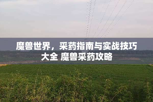 魔兽世界，采药指南与实战技巧大全 魔兽采药攻略