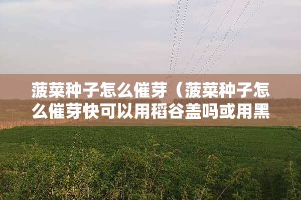 菠菜种子怎么催芽（菠菜种子怎么催芽快可以用稻谷盖吗或用黑网布盖吗）