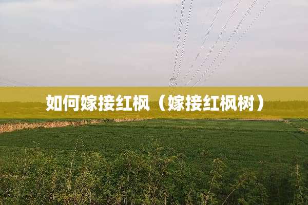 如何嫁接红枫（嫁接红枫树）