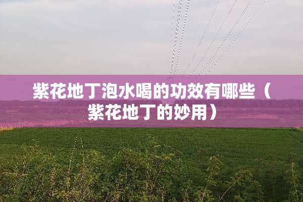 紫花地丁泡水喝的功效有哪些(紫花地丁的妙用) 紫花地丁泡水喝的功效有哪些(紫花地丁的妙用)