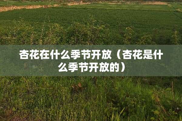 杏花在什么季节开放（杏花是什么季节开放的）