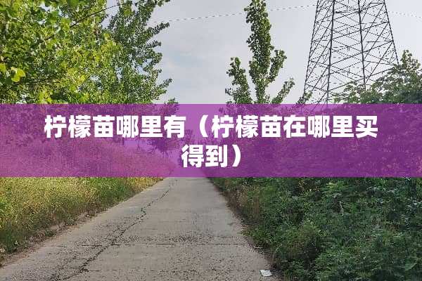 柠檬苗哪里有（柠檬苗在哪里买得到）