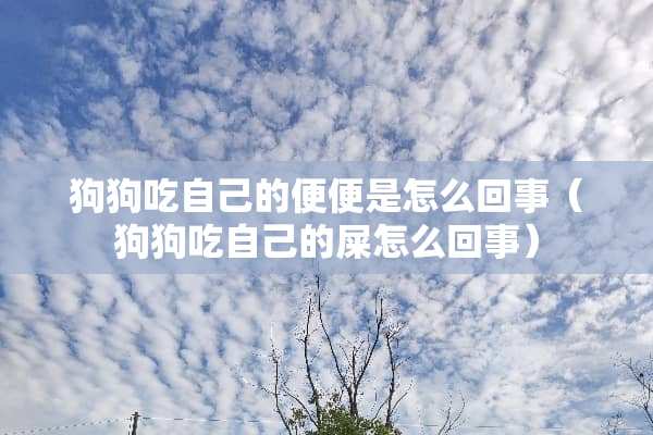 狗狗吃自己的便便是怎么回事（狗狗吃自己的屎怎么回事）