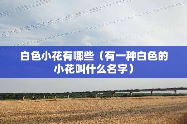 白色小花有哪些（有一种白色的小花叫什么名字）