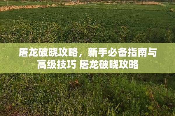 屠龙破晓攻略，新手必备指南与高级技巧 屠龙破晓攻略