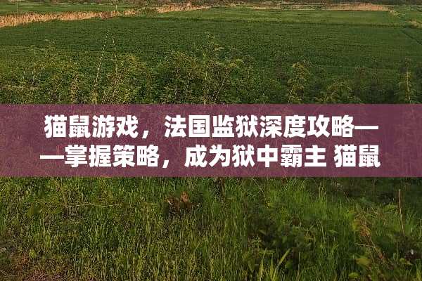 猫鼠游戏，法国监狱深度攻略——掌握策略，成为狱中霸主 猫鼠游戏法国监狱攻略