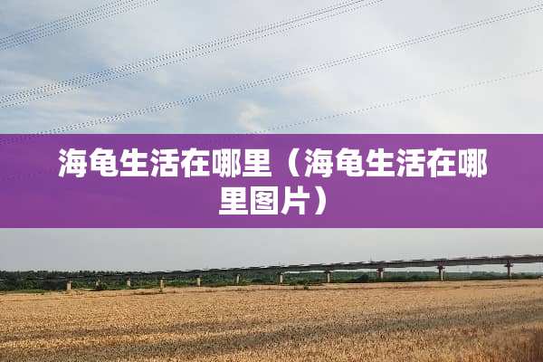 海龟生活在哪里（海龟生活在哪里图片）