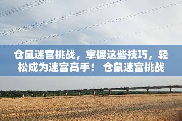 仓鼠迷宫挑战，掌握这些技巧，轻松成为迷宫高手！ 仓鼠迷宫挑战游戏攻略