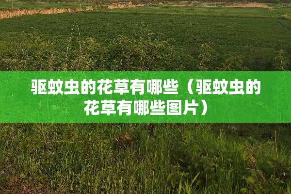 驱蚊虫的花草有哪些（驱蚊虫的花草有哪些图片）