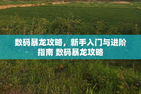 数码暴龙攻略，新手入门与进阶指南 数码暴龙攻略