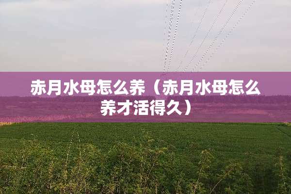 赤月水母怎么养（赤月水母怎么养才活得久）