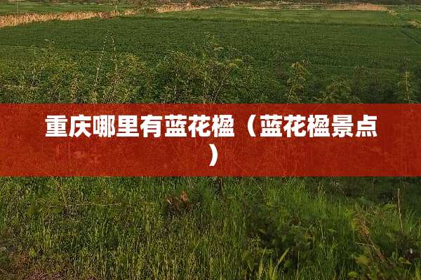 重庆哪里有蓝花楹（蓝花楹景点）