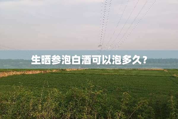 生晒参泡白酒可以泡多久？