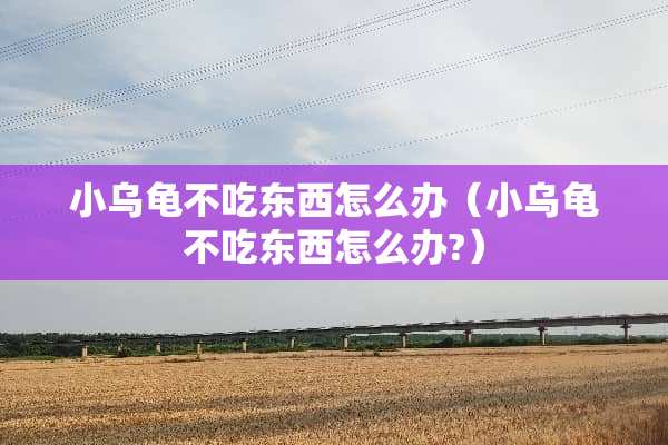 小乌龟不吃东西怎么办（小乌龟不吃东西怎么办?）