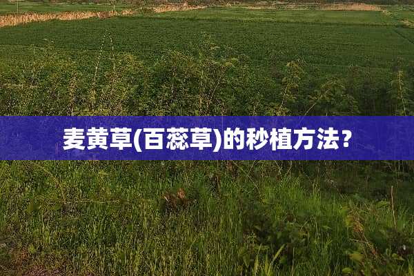 麦黄草(百蕊草)的秒植方法？