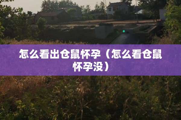 怎么看出仓鼠怀孕（怎么看仓鼠怀孕没）