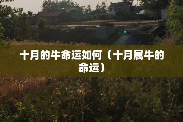 十月的牛命运如何（十月属牛的命运）