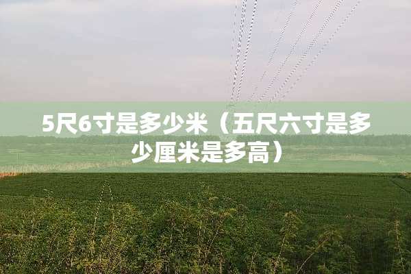 5尺6寸是多少米（五尺六寸是多少厘米是多高）
