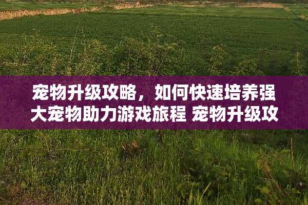 宠物升级攻略,如何快速培养强大宠物助力游戏旅程 宠物升级攻略 宠物升级攻略,如何快速培养强大宠物助力游戏旅程 宠物升级攻略
