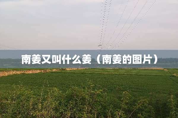 南姜又叫什么姜（南姜的图片）