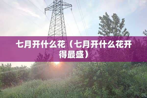 七月开什么花（七月开什么花开得最盛）