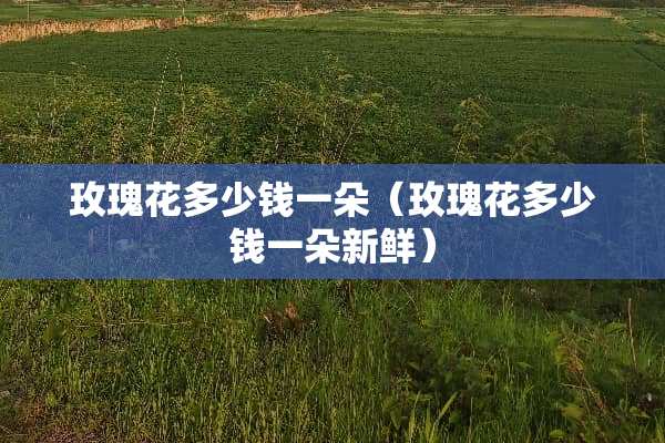 玫瑰花多少钱一朵（玫瑰花多少钱一朵新鲜）