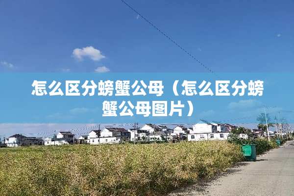 怎么区分螃蟹公母(怎么区分螃蟹公母图片) 怎么区分螃蟹公母(怎么区分螃蟹公母图片)