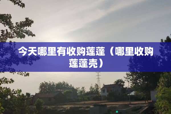 今天哪里有收购莲蓬(哪里收购莲蓬壳)