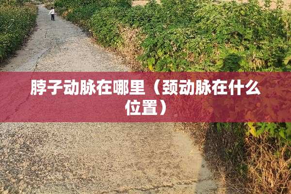 脖子动脉在哪里（颈动脉在什么位置）