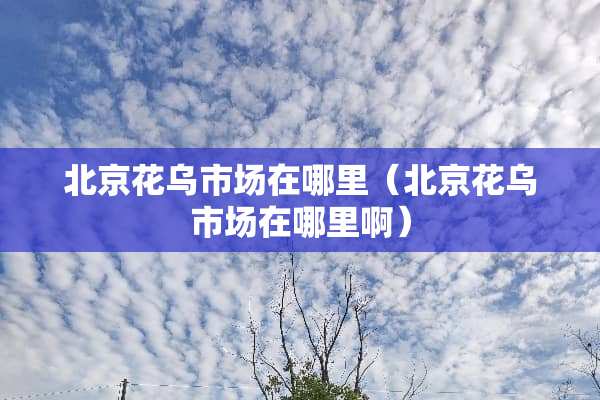 北京花乌市场在哪里（北京花乌市场在哪里啊）