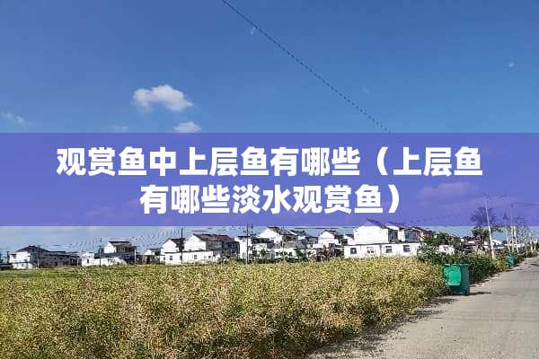 观赏鱼中上层鱼有哪些（上层鱼有哪些淡水观赏鱼）