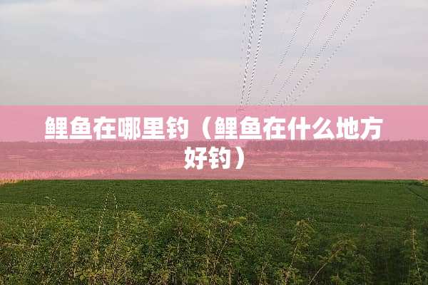 鲤鱼在哪里钓（鲤鱼在什么地方好钓）